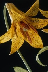 Detail Blüte