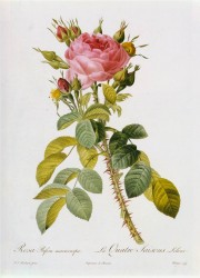 rosa bifera macrocarpa
