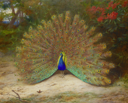2017-02_Archibald_Thorburn_-_Peacock_and_Peacock_Butterfly